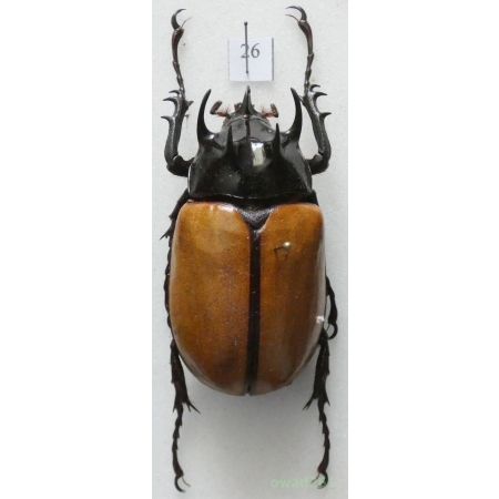 Eupatorus gracilicornis (Arrow, 1908) male Thailand +50mm26